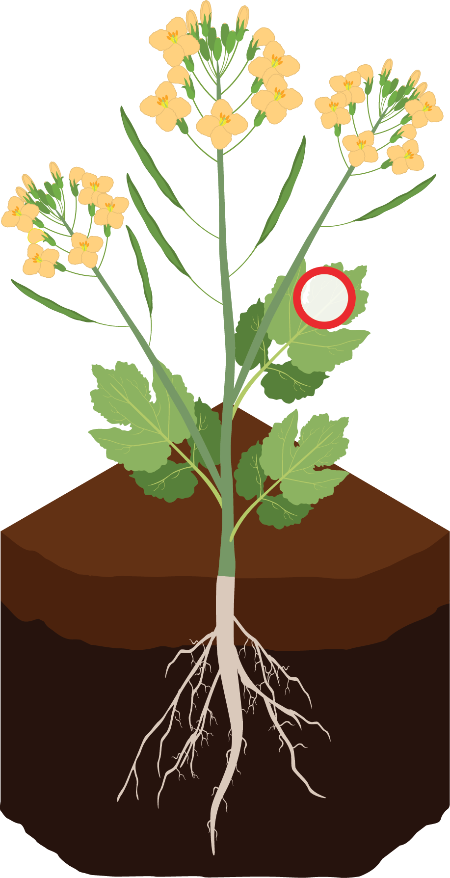Illustration of a plant.