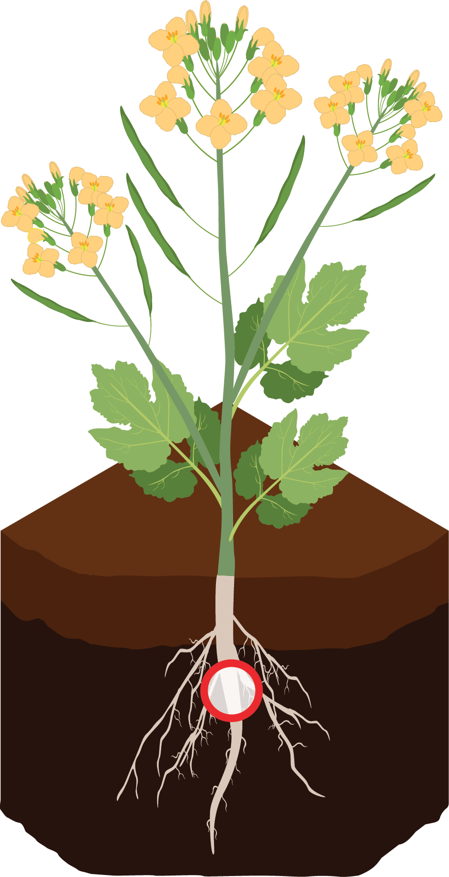 Illustration of a plant.