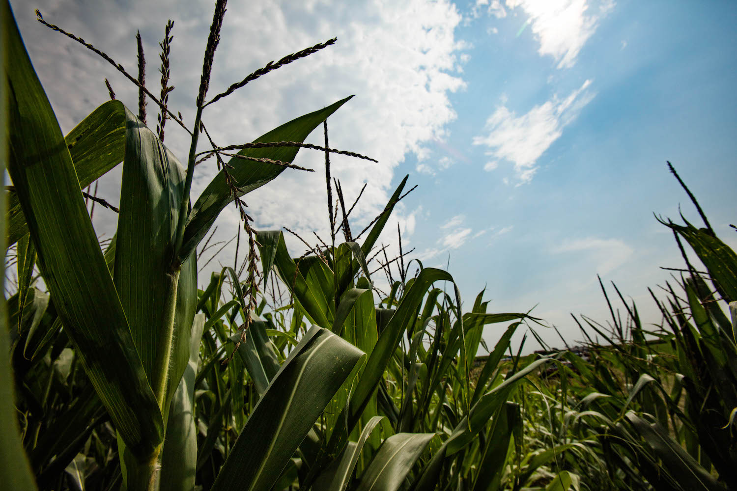 C4 photosynthesis crop