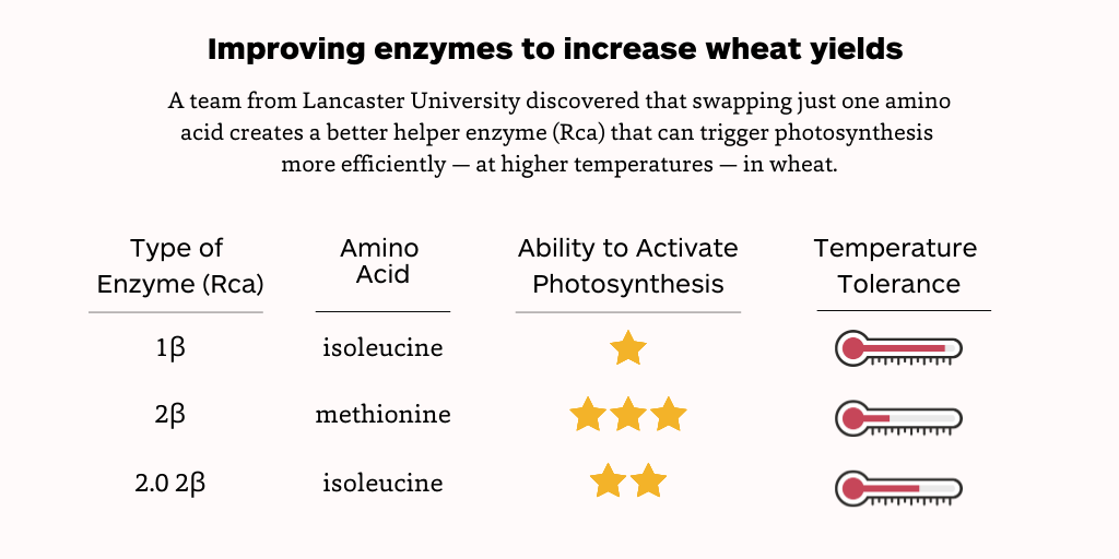 Improving wheat yields