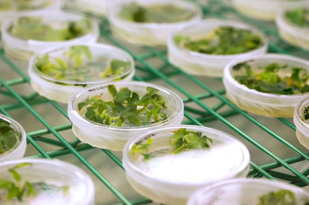 40 % de rendement en plus : c'est la prouesse réalisée par une équipe du projet international RIPE, en modifiant l'ADN de ce plant de tabac.