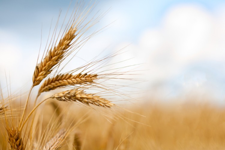 Wheat