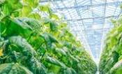 plants
