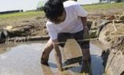 Tanaka Paddy