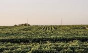Soybean field at sunset