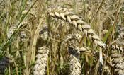 Close-up picture of wheat