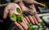 Two hands hold a tobacco seedling.