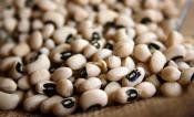 Cowpea seeds
