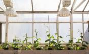 tobacco plants