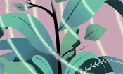 Photosynthesis illustration