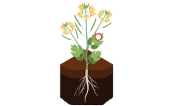 Illustration of a plant.
