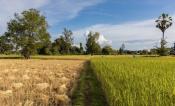 Path in the countryside with trees and paddy fields, of blond color with cut rice on the left, and still green on the right, during the harvest of October 2017 in Don Det, Si Phan Don, Laos.