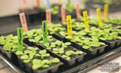 Realizing Increased Photosynthetic Efficiency (RIPE) is an international research project that is engineering crops to be more productive by improving photosynthesis.