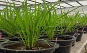 Rice Accenssion IRRI Screenhouse
