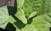 Bioscription