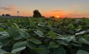Soybeans