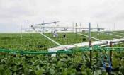 NRDC Midwest Heat Crops/SoyFACE