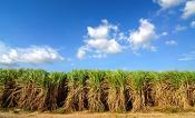 crops in field