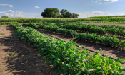 Cowpea rows