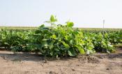 Cowpea thumbnail